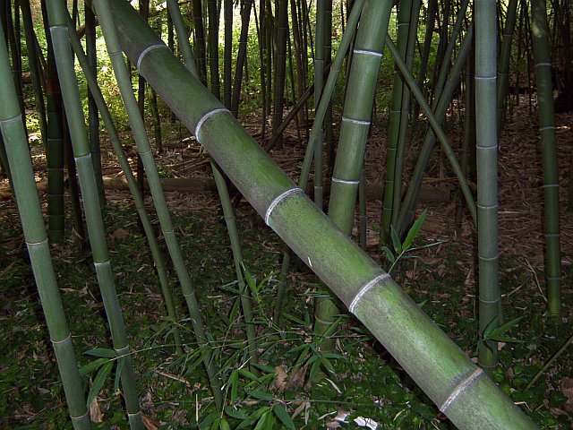 Japanese Timber Forest